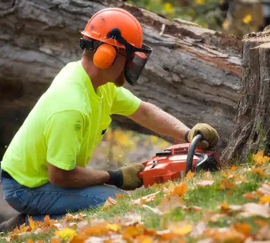 tree services Lake Ronkonkoma